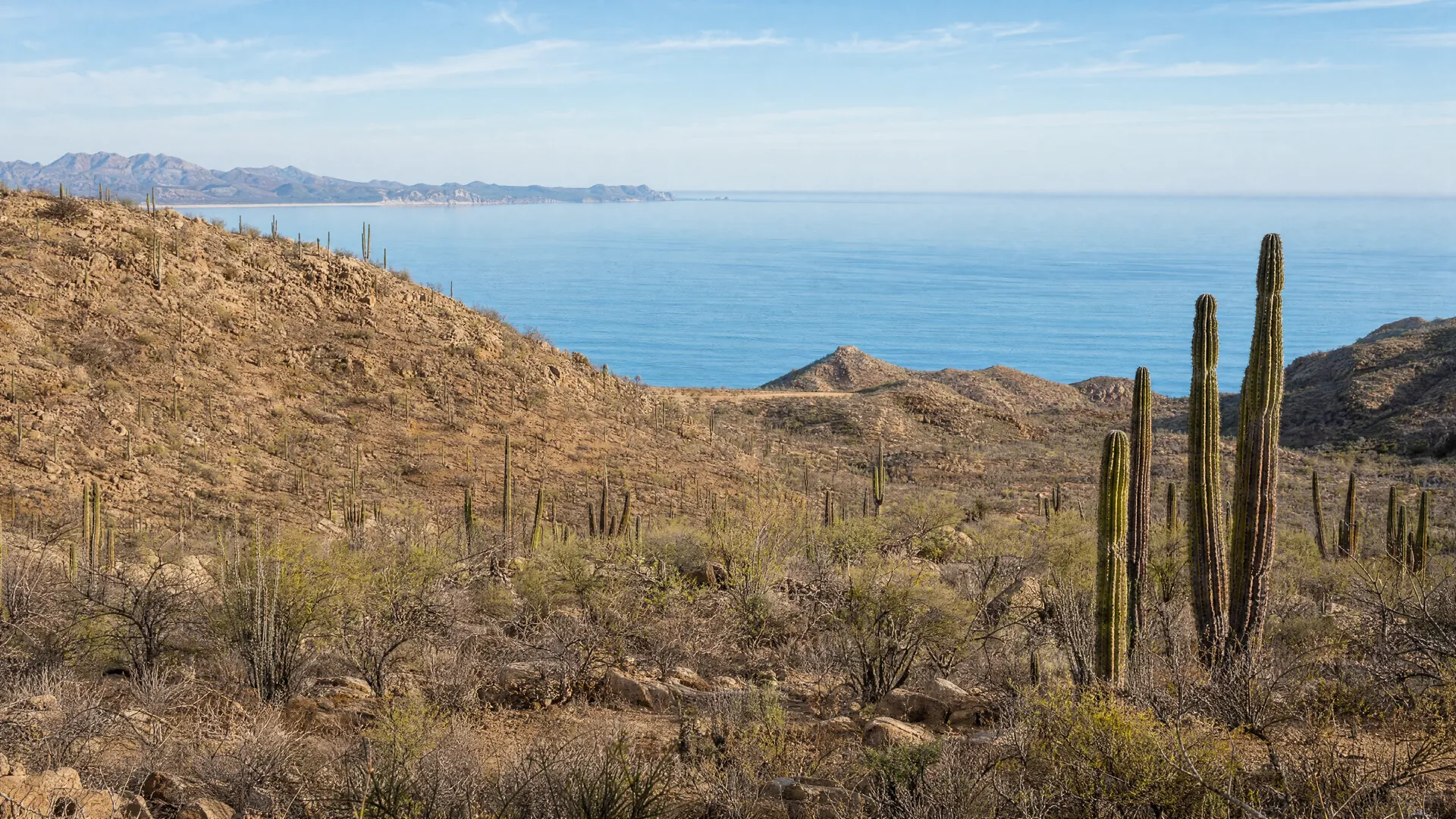 The desert coastline near San José del Cabo, Baja California Sur, in morning light