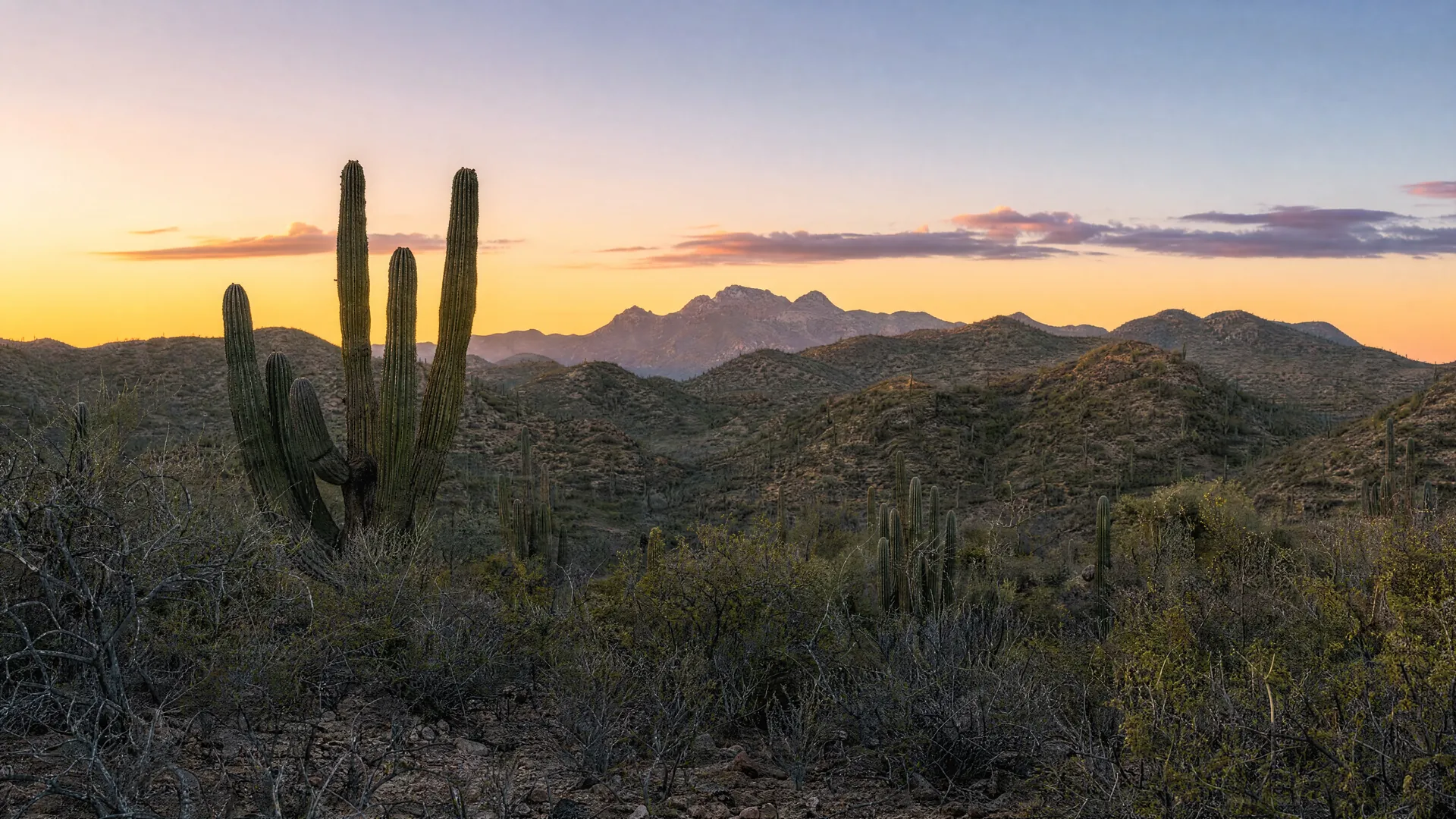 Desert hills and cardón cacti in Los Cabos at dusk
