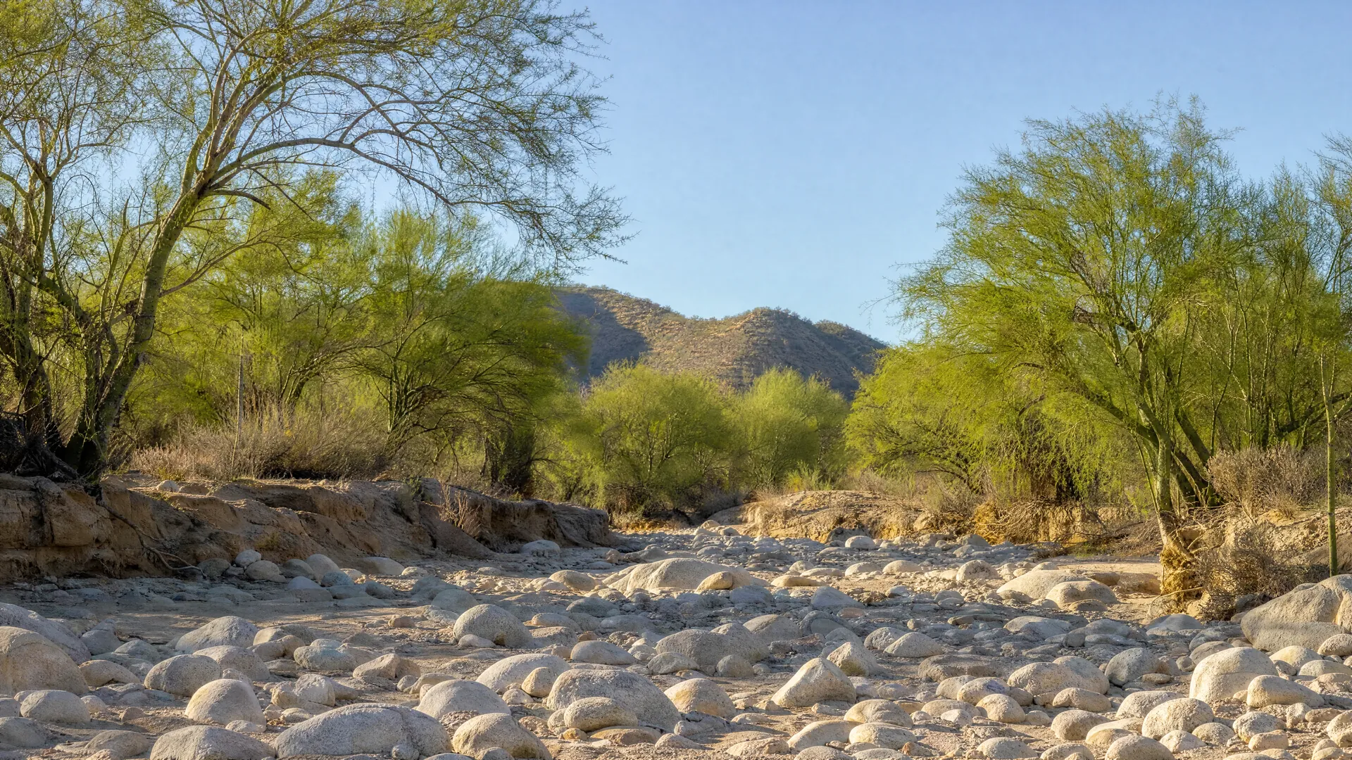 A dry arroyo bed with palo verde trees in afternoon light near San José del Cabo
