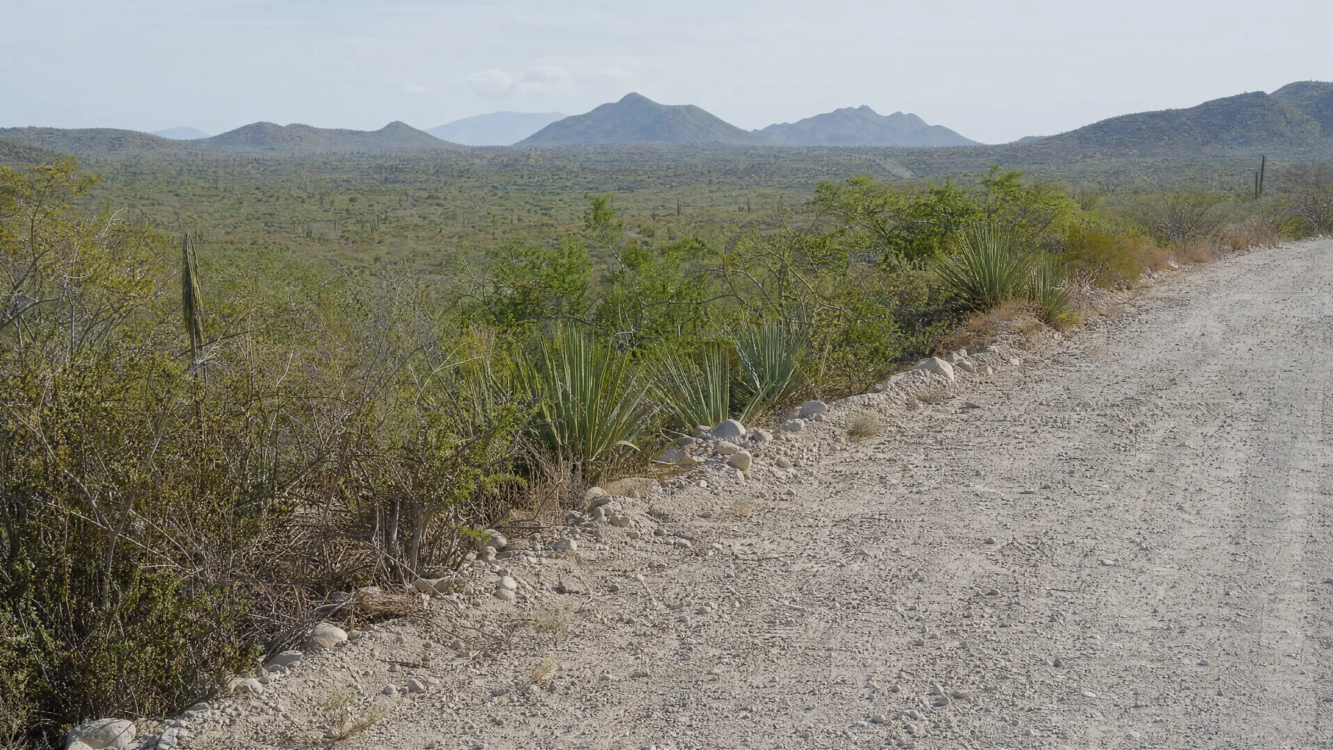A gravel road shoulder and desert scrub under a hazy sky in Baja California Sur